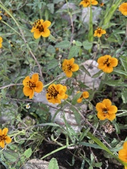 Sclerocarpus uniserialis