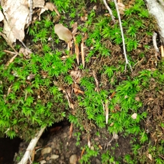 Atrichum undulatum