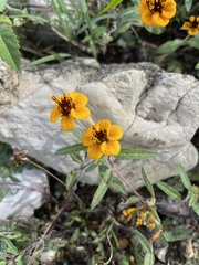 Sclerocarpus uniserialis