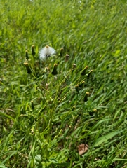 Erechtites hieraciifolius