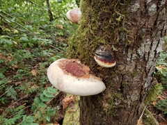 Fomitopsis