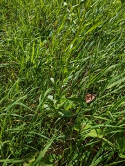 Erechtites hieraciifolius