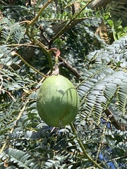 Enterolobium