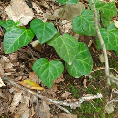 Hedera colchica