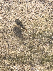 Tetractenos glaber