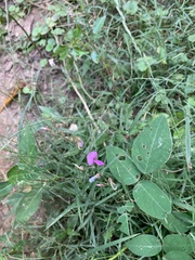 Desmodium glabellum