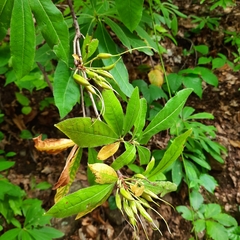 Rhododendron luteum