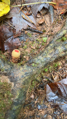 Calostoma cinnabarinum