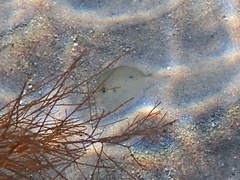 Selene setapinnis