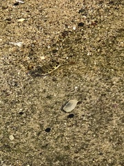 Tetractenos glaber