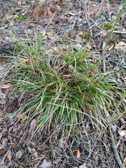 Carex ericetorum