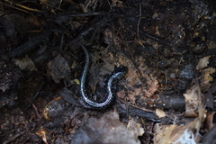 Plethodon cylindraceus