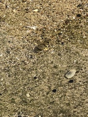 Tetractenos glaber