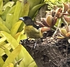 Ramphocelus flammigerus