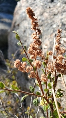 Holodiscus discolor microphyllus