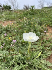 Oenothera acaulis