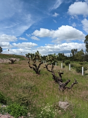 Opuntia streptacantha