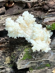 Hericium coralloides
