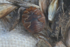 Subcoccinella vigintiquatuorpunctata