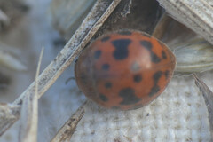 Subcoccinella vigintiquatuorpunctata
