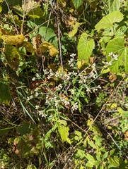 Pseudognaphalium