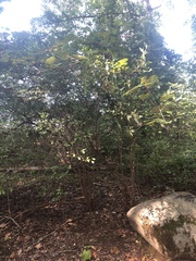 Vaccinium corymbosum