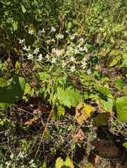 Pseudognaphalium