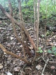 Vaccinium corymbosum