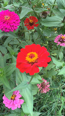Zinnia elegans
