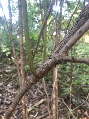 Vaccinium corymbosum