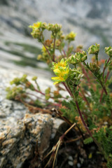 Ivesia pygmaea