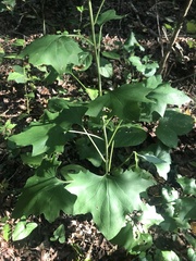Arnoglossum atriplicifolium