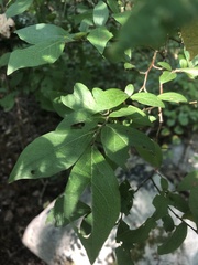 Vaccinium corymbosum
