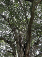 Ficus costaricana