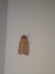 Mythimna pallens