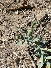 Heliotropium curassavicum