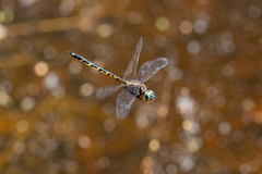 Hemicordulia australiae