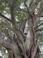 Ficus costaricana