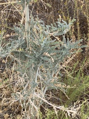 Astragalus brauntonii