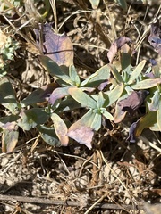 Heliotropium curassavicum