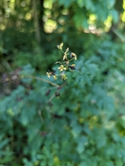 Thalictrum dasycarpum