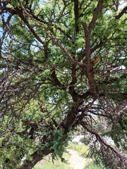 Vachellia schaffneri