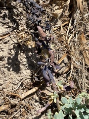 Heliotropium curassavicum