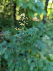 Thalictrum dasycarpum