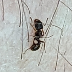 Tetramorium immigrans