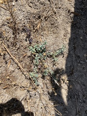 Heliotropium curassavicum