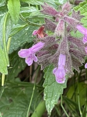 Stachys chamissonis