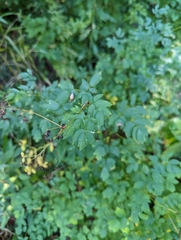 Thalictrum dasycarpum