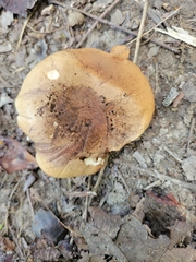 Gyroporus castaneus