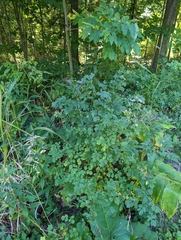 Thalictrum dasycarpum